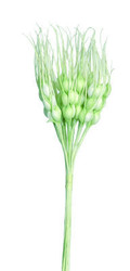 epi de ble vert anis