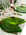 Set de table feuiile verte - nappes , surnappes, chemin table, et  serviettes - Loc'Vaisselle