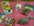 Colliers et Jouets - CHATS - CHIEN ET CHAT