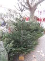 Sapin de no�l