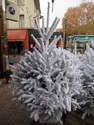 Sapins flock�s