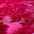 detail fushia