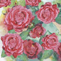 Papier de riz Th�me Les roses DFT166