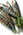Sardines grill�es