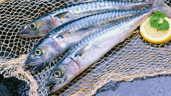 Filets Maquereaux