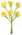 arum jaune paille