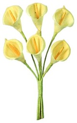 arum jaune paille
