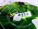 ruban tubulaire vec nacre pour darg�es