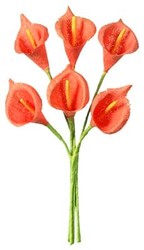arum  orange