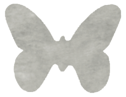 papillon gris