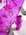 Chemin de table etoiles - nappes , surnappes, chemin table, et  serviettes - Loc'Vaisselle
