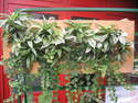 Plantes int�rieures - cadres muraux