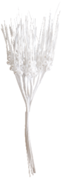 blanc