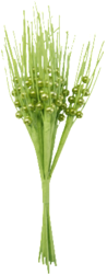 ver