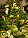 COMPOSITIONS MARIAGES - Compositions - FLORA VALENTIN