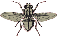 LA MOUCHE