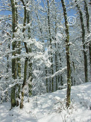 NEIGE 2 (Medium).JPG