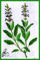 Sauge officinale