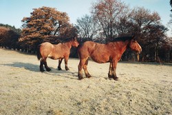 chevaux W.jpg