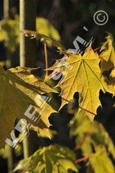 PHOTO NATURE - TRAVAUX PHOTOS  - KREA STYL'