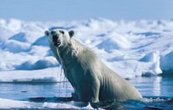 150Ours sortant eau.jpg