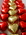 DSC09390-1.JPG
