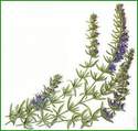 Hysope officinale