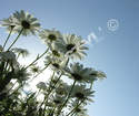 PHOTO FLEURS