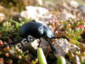 PHOTO ANIMAL