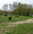 sortie des chiens en groupes
