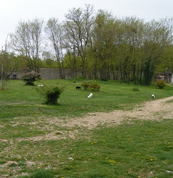 sortie des chiens en groupes