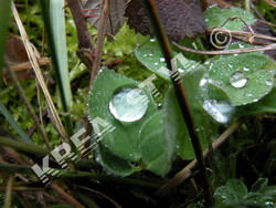NATURE 2 (Medium).JPG