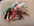 ACCESSOIRES  PIPES : CURE PIPE ou BOURRE PIPE, NETTOIE PIPE - ACCESSOIRES FUMEURS DE PIPES - LE SULTAN