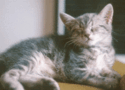 NUTRAM chat
