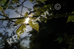 NATURE 4 (Medium).JPG