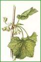 Cassis feuille