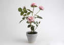Pot Rosier