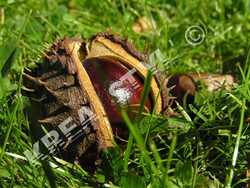 NATURE 3 (Medium).JPG