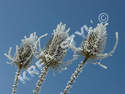PHOTO NEIGE