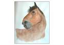CREATION AQUARELLE ANIMALIERE - DESSINS - KREA STYL'
