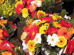 JARDINERIE - FLEURISTE