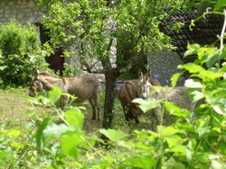 DSC03183.JPG