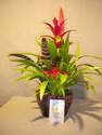 COMPOSITION 3 BROMELIAS POT CERAMIQUE