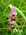 Activit�s nature et sport-Choranche-Vercors-Sud Gr�sivaudan - Que faire autour du g�te Vol de Nuit � Choranche-V - GITE VERCORS : VOL DE NUIT