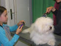 ATELIER soins canins Grenoble