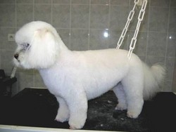 Le toilettage  baby - Les Coupes - PASSION CANINE