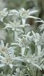 Pure altitude edelweiss.jpg