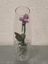 Plante fleurie phalaenopsis verre