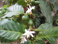 caf�i�.jpg