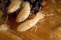 Diagnostic termites